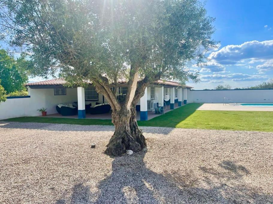 Casa Das Oliveiras Avis Exteriér fotografie